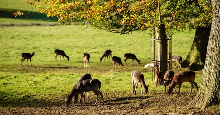 wild deer at Raby Castle, County Durham